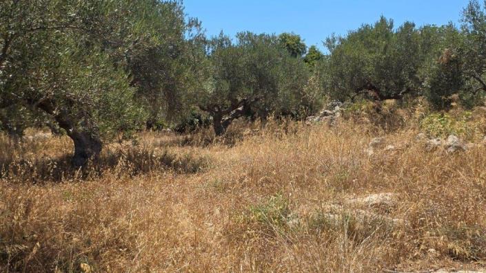 Image No.8-Terrain à vendre à Agios Vasillis
