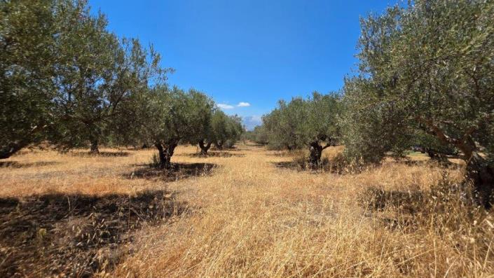 Image No.9-Terrain à vendre à Agios Vasillis