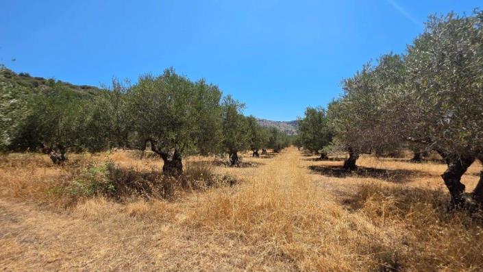 Image No.10-Terrain à vendre à Agios Vasillis