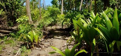 1 Acre Beachfront Lot Image 6