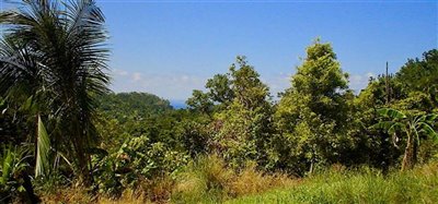 1 Acre Beachfront Lot Image 8