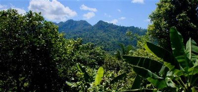 1 Acre Beachfront Lot Image 9