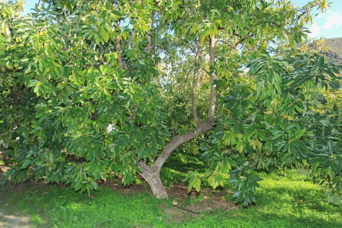 Image No.28-1 Bed Farmhouse for sale