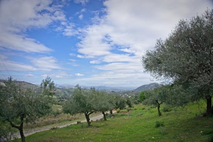 Image No.4-Terre à vendre à Guaro