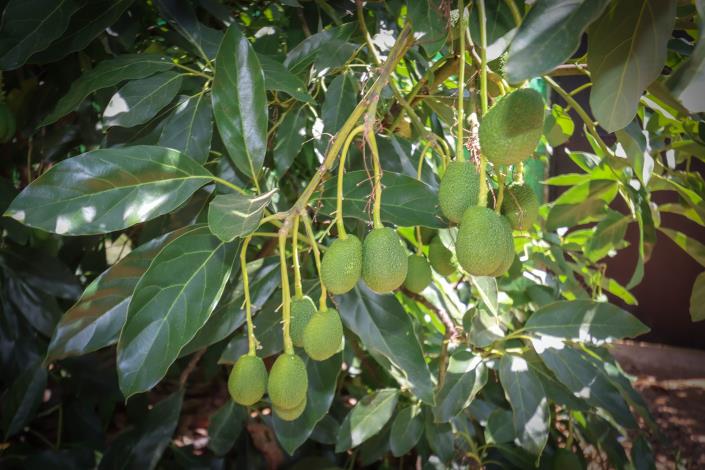Image No.6-Ferme de 1 chambre à vendre à Monda