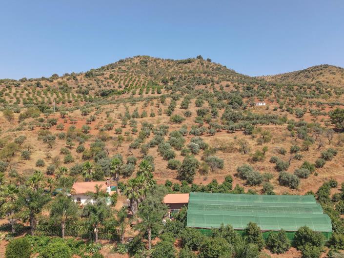 Image No.36-Ferme de 1 chambre à vendre à Monda