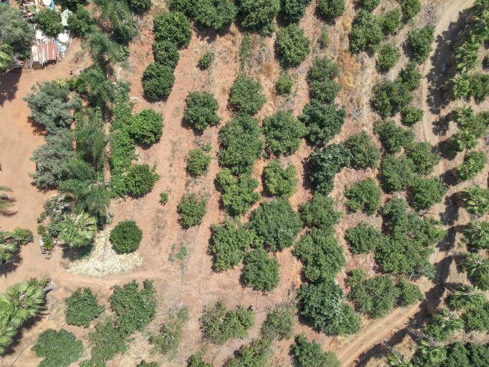 Image No.38-Ferme de 1 chambre à vendre à Monda