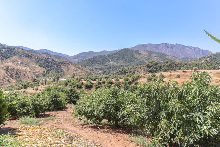 Image No.41-Ferme de 1 chambre à vendre à Monda
