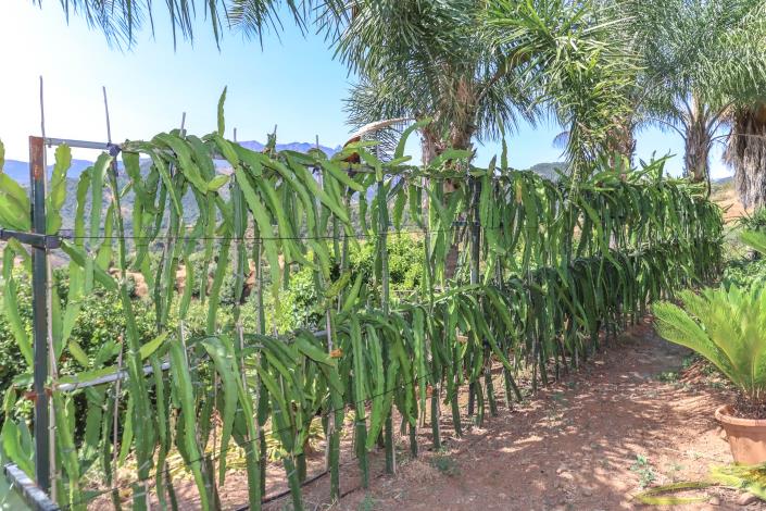 Image No.42-Ferme de 1 chambre à vendre à Monda