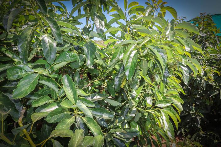 Image No.43-Ferme de 1 chambre à vendre à Monda