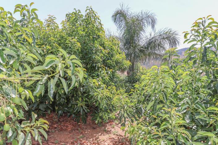 Image No.44-Ferme de 1 chambre à vendre à Monda