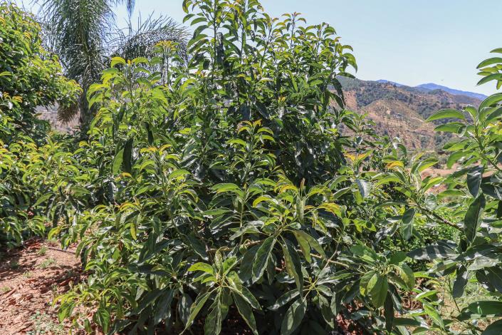 Image No.45-Ferme de 1 chambre à vendre à Monda