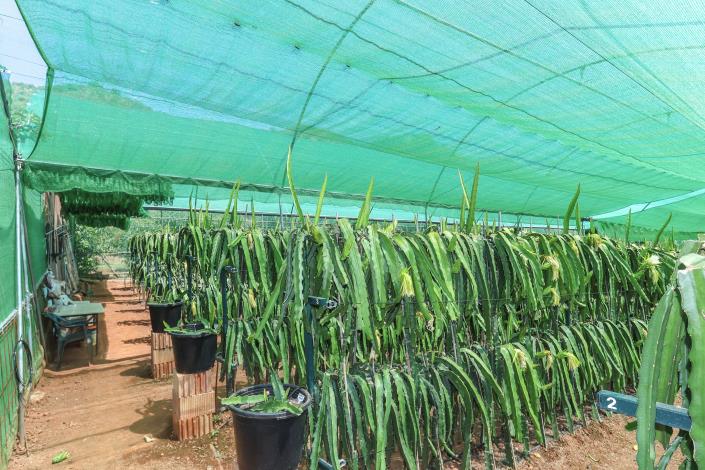 Image No.46-Ferme de 1 chambre à vendre à Monda