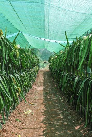 Image No.47-Ferme de 1 chambre à vendre à Monda