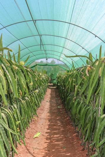 Image No.48-Ferme de 1 chambre à vendre à Monda
