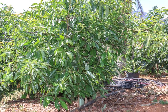 Image No.49-Ferme de 1 chambre à vendre à Monda