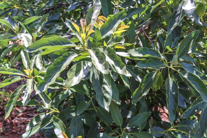 Image No.51-Ferme de 1 chambre à vendre à Monda