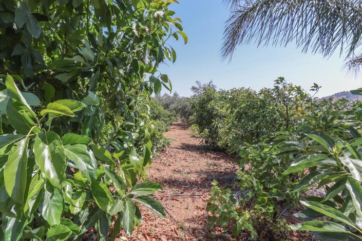 Image No.52-Ferme de 1 chambre à vendre à Monda