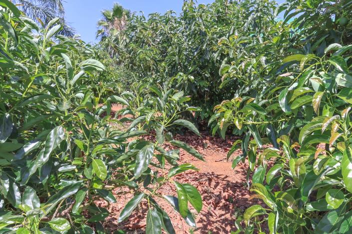Image No.53-Ferme de 1 chambre à vendre à Monda