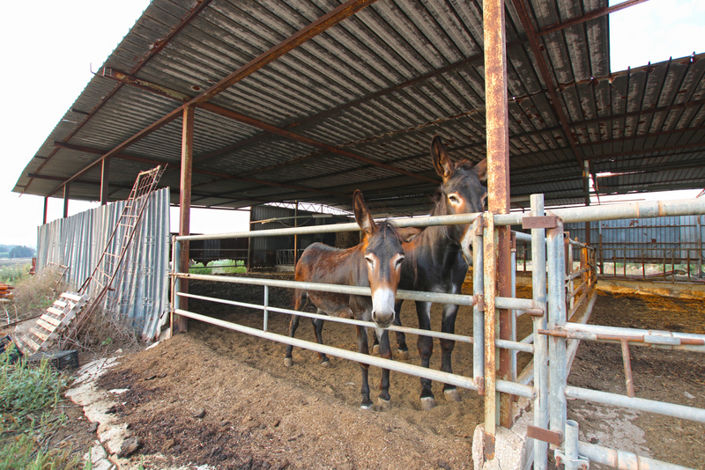 Image No.35-Maison de 8 chambres à vendre à Siracusa