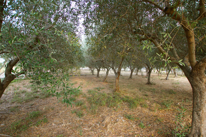 Image No.42-Maison de 8 chambres à vendre à Siracusa