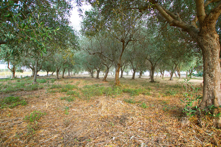Image No.43-Maison de 8 chambres à vendre à Siracusa