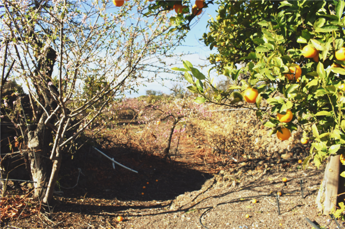 Image No.6-Finca à vendre à Guia de Isora