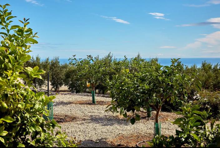 Image No.9-3 Bed Finca for sale