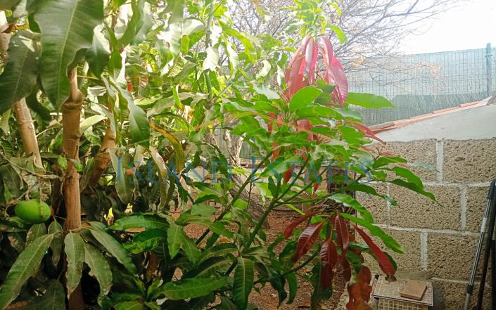 Image No.28-Finca de 3 chambres à vendre à Atogo