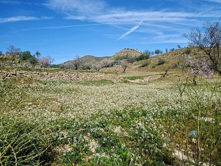 Image No.3-Terre à vendre à Lubrín