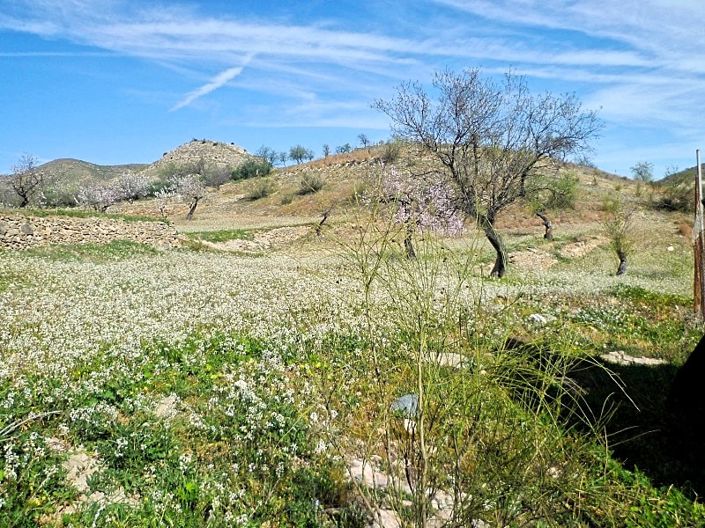 Image No.4-Terre à vendre à Lubrín