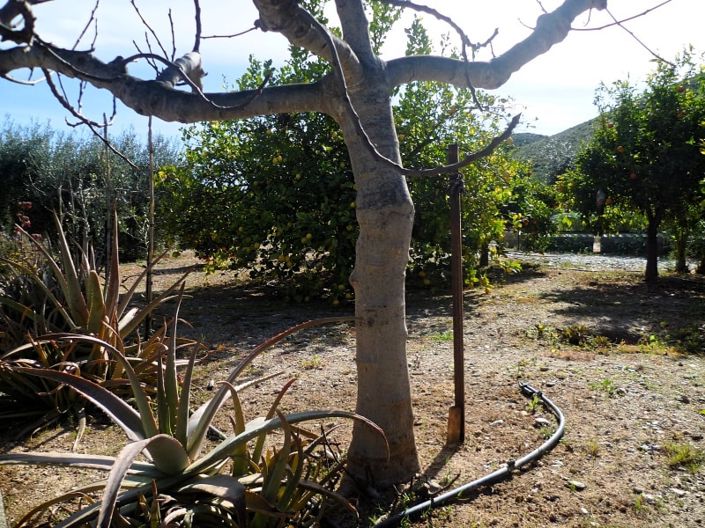 Image No.4-Terre à vendre à Lubrín