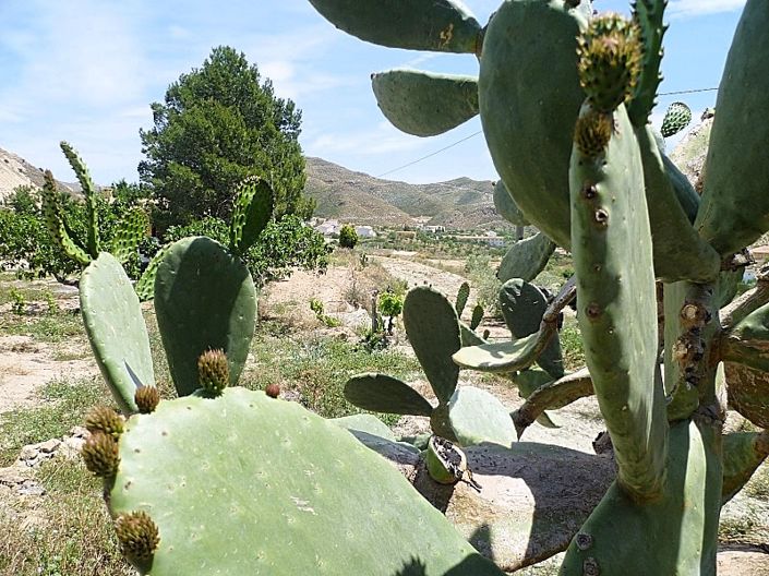 Image No.12-Cortijo de 2 chambres à vendre à Lubrín