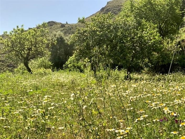 Image No.58-5 Bed Villa for sale