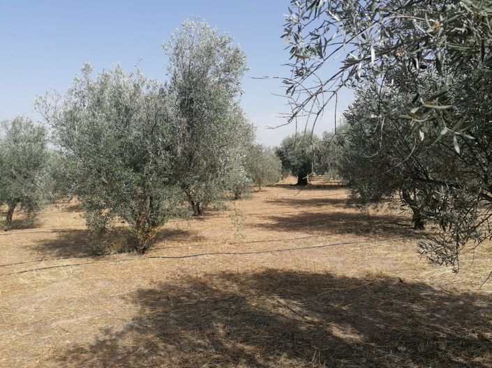 Image No.25-3 Bed Cortijo for sale