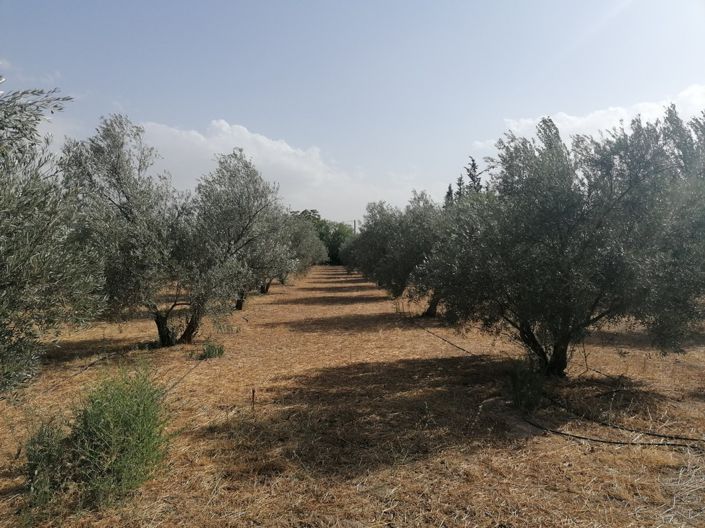 Image No.27-3 Bed Cortijo for sale