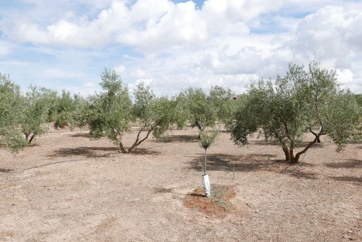 Image No.18-1 Bed Cortijo for sale