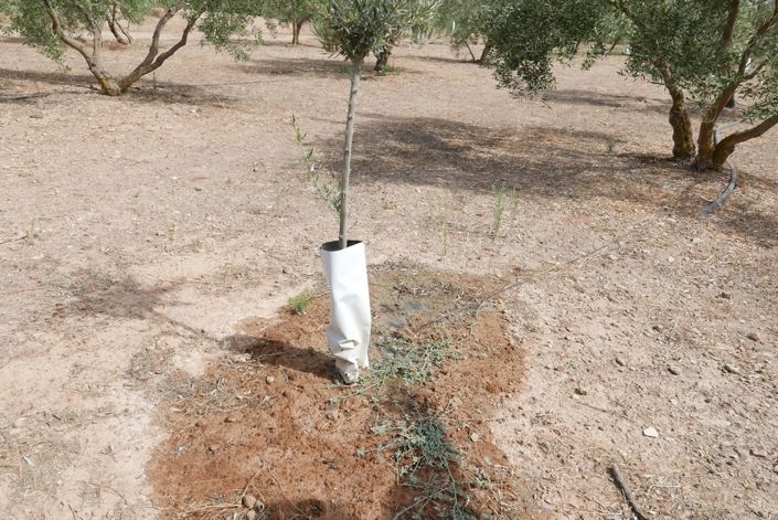 Image No.19-1 Bed Cortijo for sale