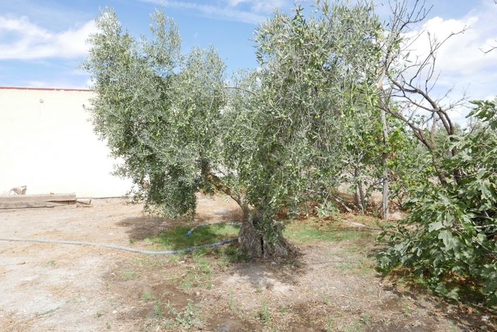 Image No.21-1 Bed Cortijo for sale