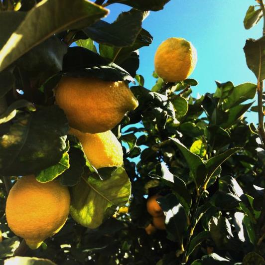 Image No.2-2 Bed Villa for sale