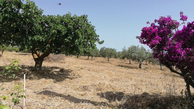 Image No.53-4 Bed Villa for sale