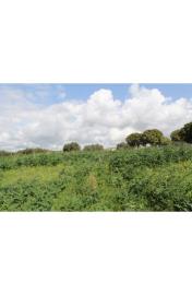 panoramic-seaside-land-teresa-torre-salsa-ag--3-