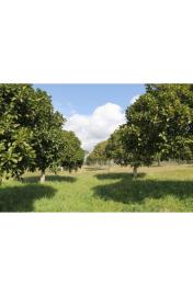 panoramic-seaside-land-teresa-torre-salsa-ag--7-