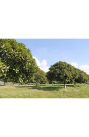 panoramic-seaside-land-teresa-torre-salsa-ag--8-