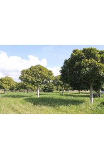 Image No.9-Land for sale