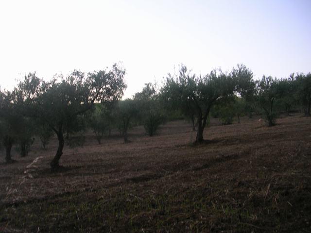 Image No.5-1 Bed Country House for sale