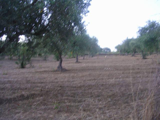 Image No.7-1 Bed Country House for sale