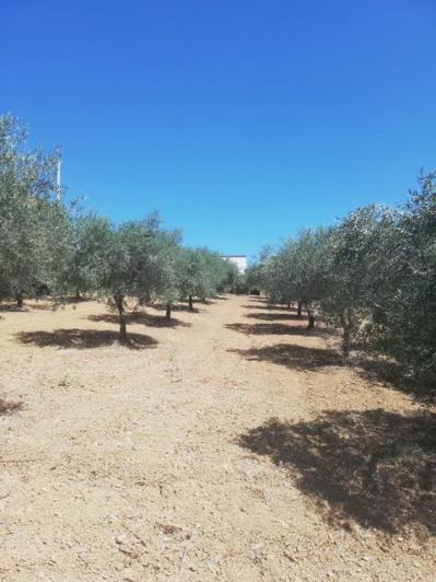 Image No.4-3 Bed Villa for sale