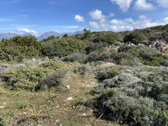 Image No.17-Terre à vendre à Kalo Chorio