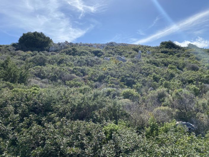 Image No.19-Terre à vendre à Kalo Chorio